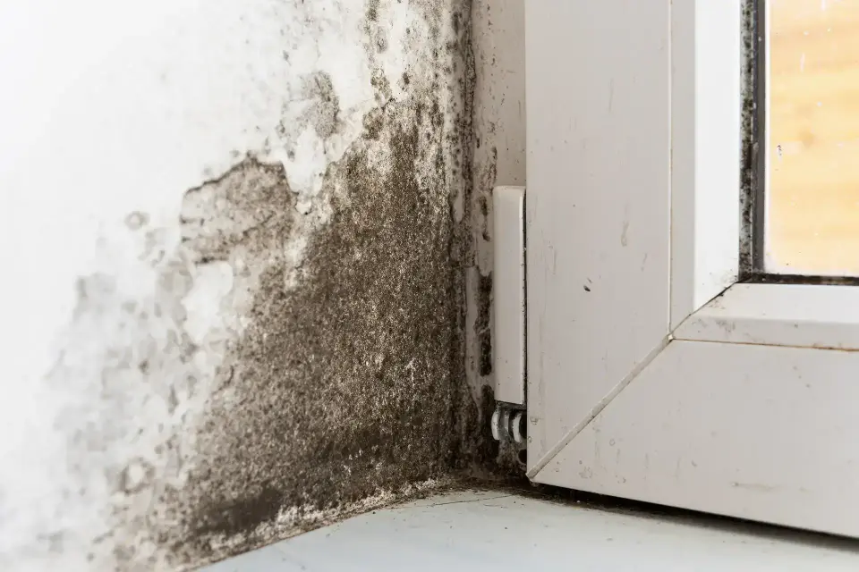 Murrieta's Trusted Structural Drying Specialists — Murrieta, CA